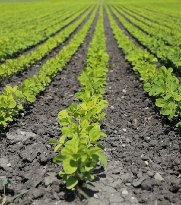 variedades vegetales en la producción agrícola sostenible