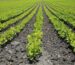 variedades vegetales en la producción agrícola sostenible
