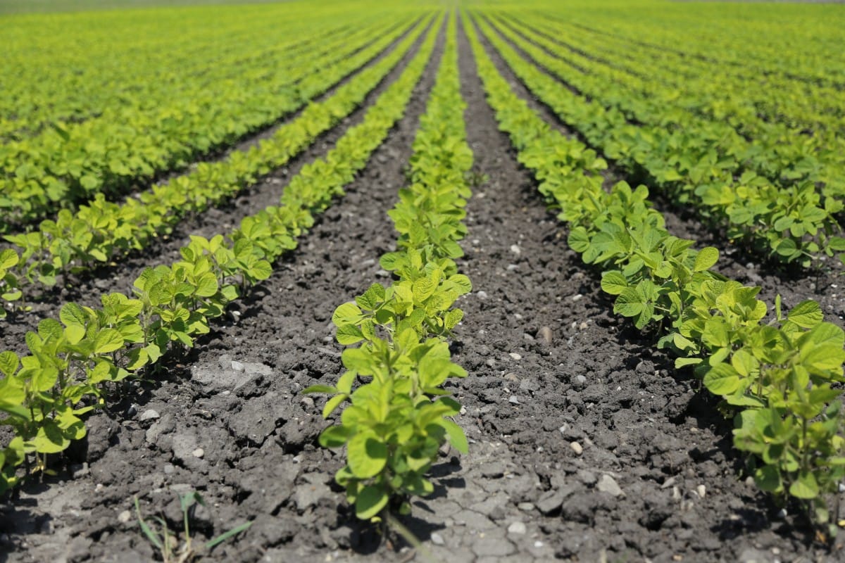 variedades vegetales en la producción agrícola sostenible