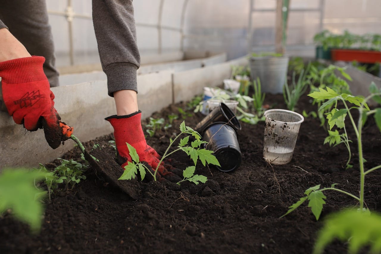 cultivo de invernadero y sus beneficios en la agricultura