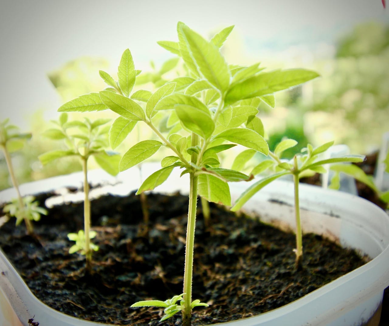 propagador de esquejes y su uso en la propagación vegetal