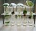 cultivo in vitro