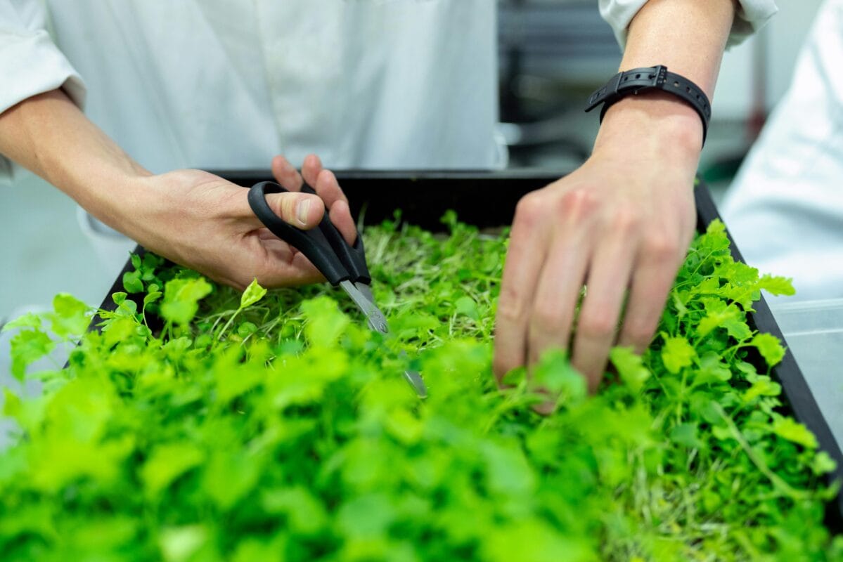 sanidad vegetal y control de plagas en la agricultura