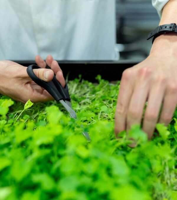 sanidad vegetal y control de plagas en la agricultura