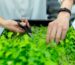 sanidad vegetal y control de plagas en la agricultura