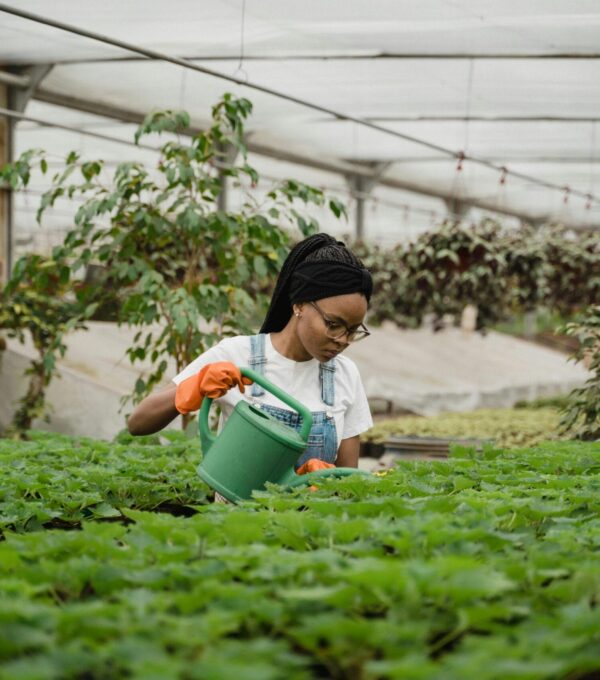 cuidar plantas con riego y luz adecuados