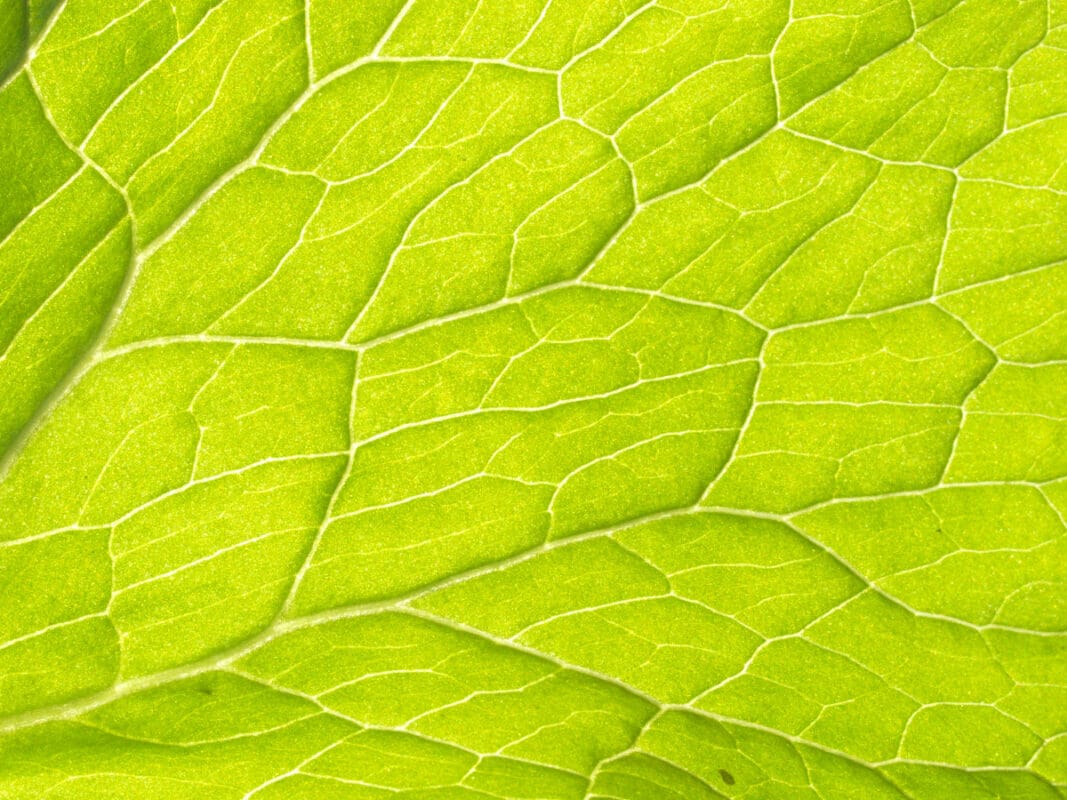 tejidos vegetales y su importancia en la producción agrícola