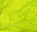 tejidos vegetales y su importancia en la producción agrícola