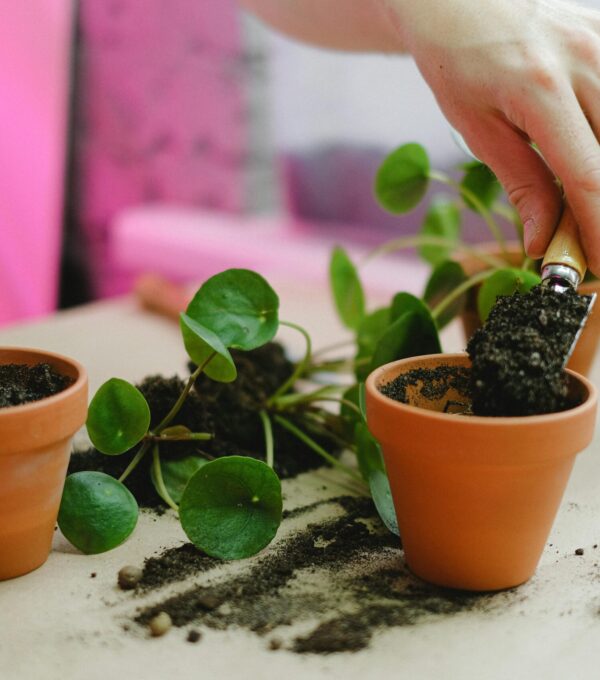 planta madre